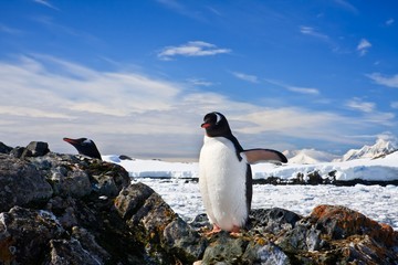 Fototapeta premium penguins nest