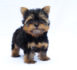 Yorkshire terrier puppy on white