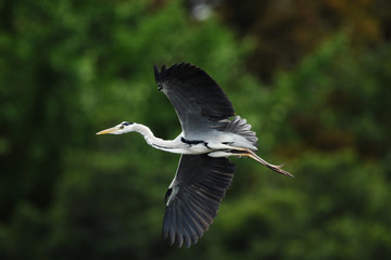 飛翔するアオサギ