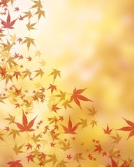 紅葉イメージ