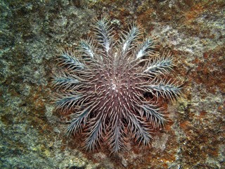 Naklejka na ściany i meble Crown of Thorns Starfish - Ancanthaster planci