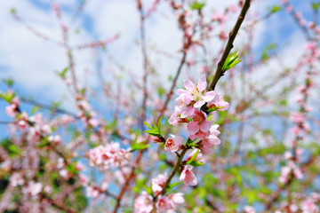 peach blossom