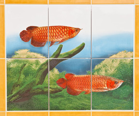 Silver Arowana (Osteoglossum bicirrhosum) on white background