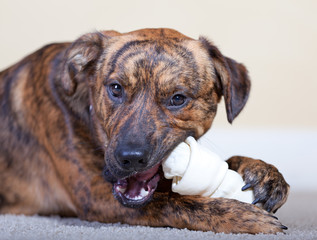 Brindled hound with a rawhide bone