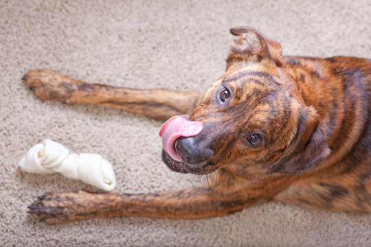Brindled hound with a rawhide bone