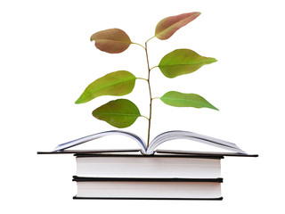 Sapling growing from book
