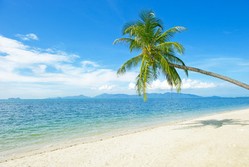 Beautiful beach with palm tree and blue sky