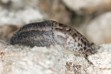 Leopard slug, limax maxius, macro photo