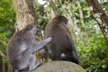 Macaca