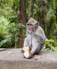 Macaca fascicularis