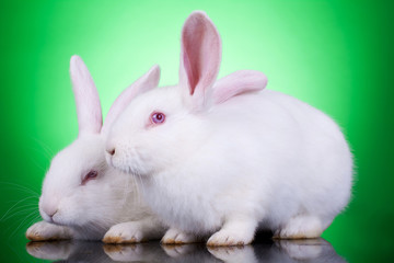 two cute white rabbits