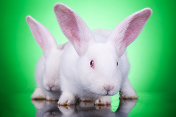 aggresive look of two bunnies
