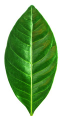 Obraz premium Leaf of a plant close up