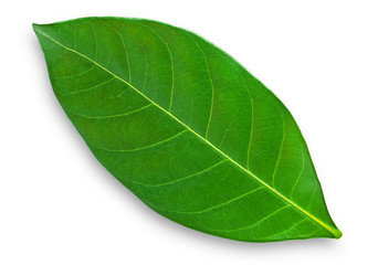 Leaf of a plant close up