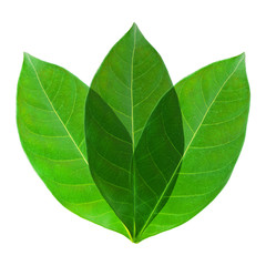 Green leaf