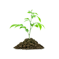 seedling