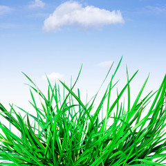 Green grass, the blue sky and white clouds.