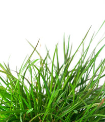 Isolated green grass on white background