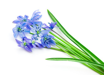 Spring flowers bluebells