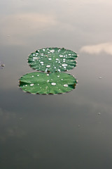 Green Lotus leaf with water drop as background
