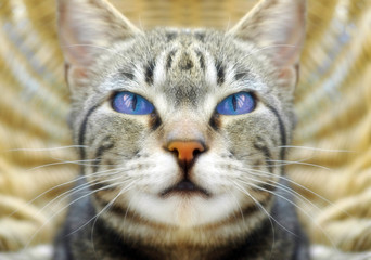 cat with blue eyes