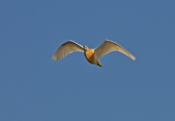 orange heron flying in the sky