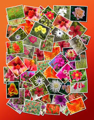 Collage of beautiful blossoming flowers
