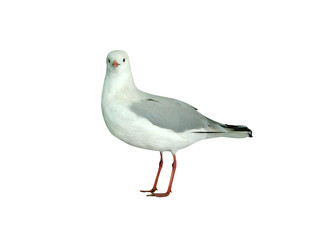Sea pigeon it is isolated a bird