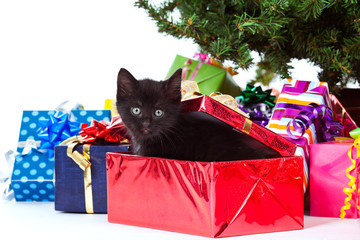 kitten sitting inside of a christmas gift