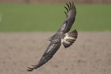 Fliegender Mäusebussard (Buteo buteo)