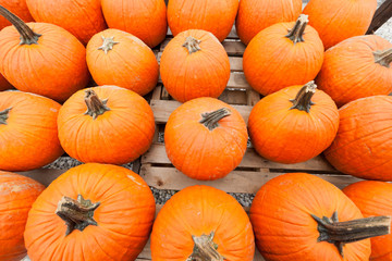 Pumpkins at the farmer market.