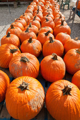 Pumpkins at the farmer market.
