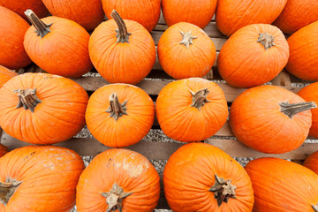 Pumpkins at the farmer market.