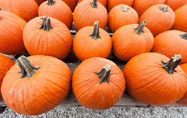 Pumpkins at the farmer market.
