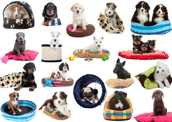 chiens et accessoires en tous genres