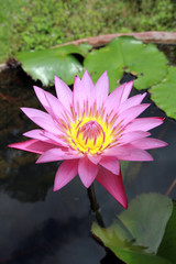 pink Thai  lotus blooming in a water