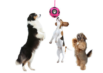 trois chiens attrapent leur jouet