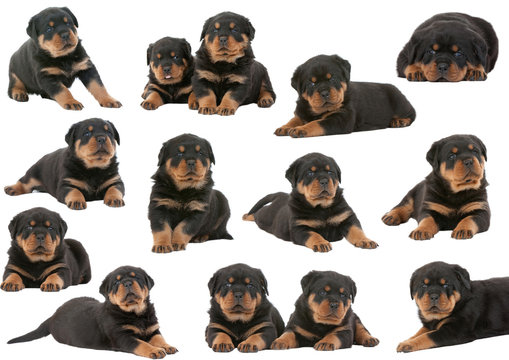 les diff&eacute;rentes positions du rottweiler