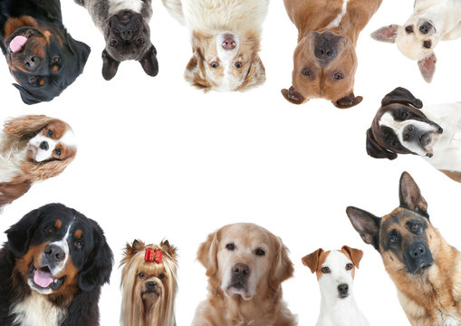 la grande vari&eacute;t&eacute; des races canines