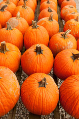 Pumpkins at the farmer market.