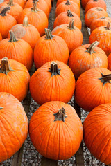 Pumpkins at the farmer market.