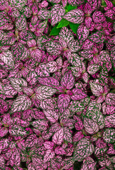 pink white and green leaves