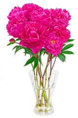 bouquet of peonies on a white background