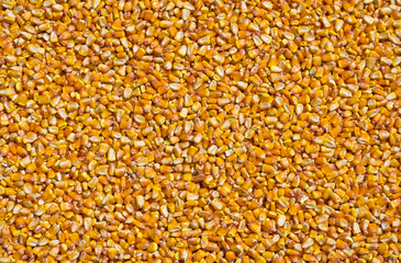 Corn background