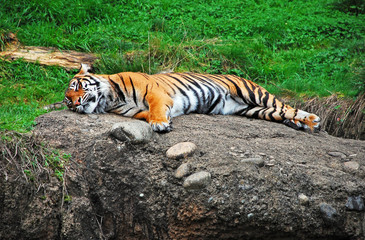 Sleeping tiger