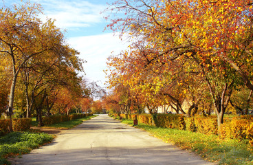 Autumn avenue