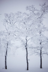 winter trees