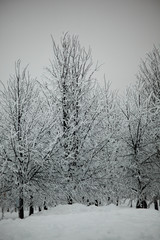 winter trees