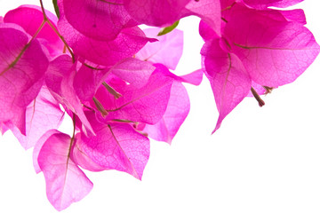 Pink flower isolate on white - obrazy, fototapety, plakaty