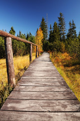 Wooden walkway through wetlands and forest